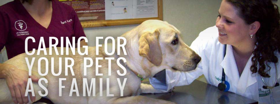 Caring for your pets as Family
