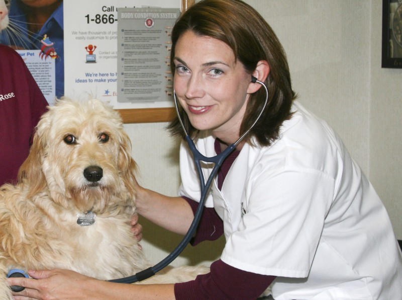 Examination time with Dr. Smith Emerald Animal Hospital