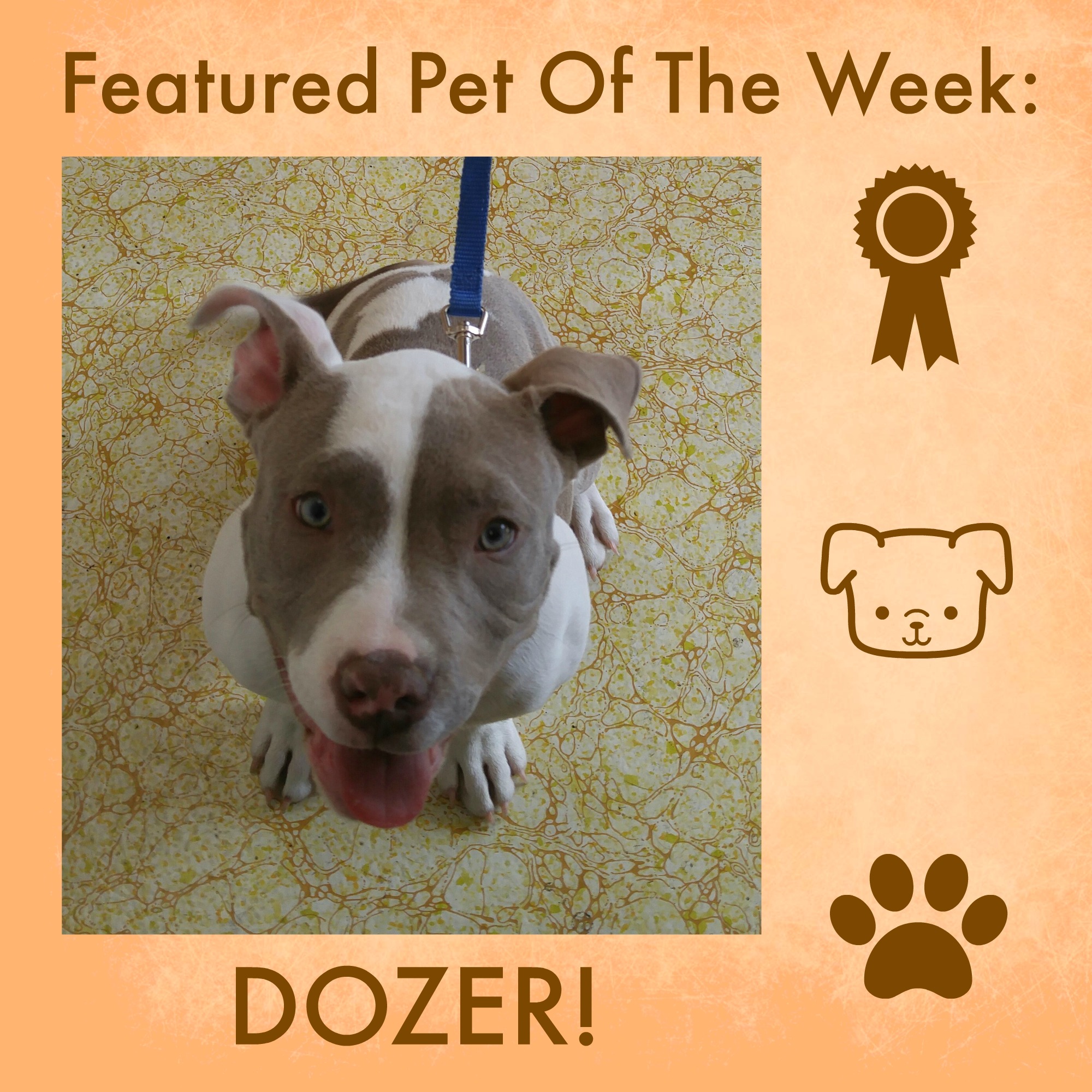 Dozer