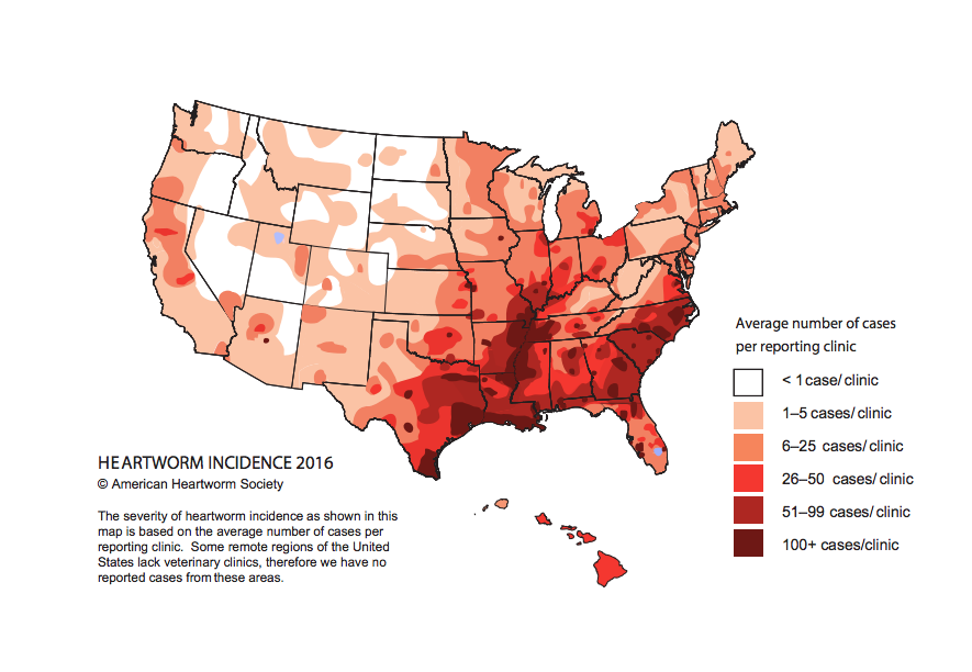 Heartworm Life Cycle & Frequency in Ohio Emerald Animal Hospital