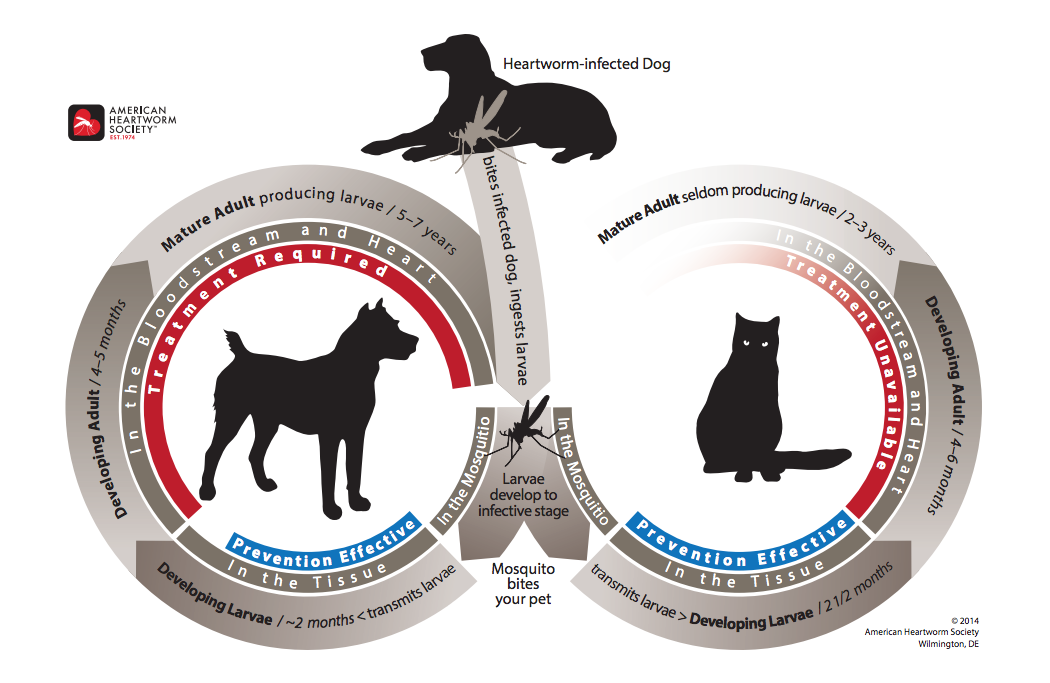 Image Source: American Heartworm Society