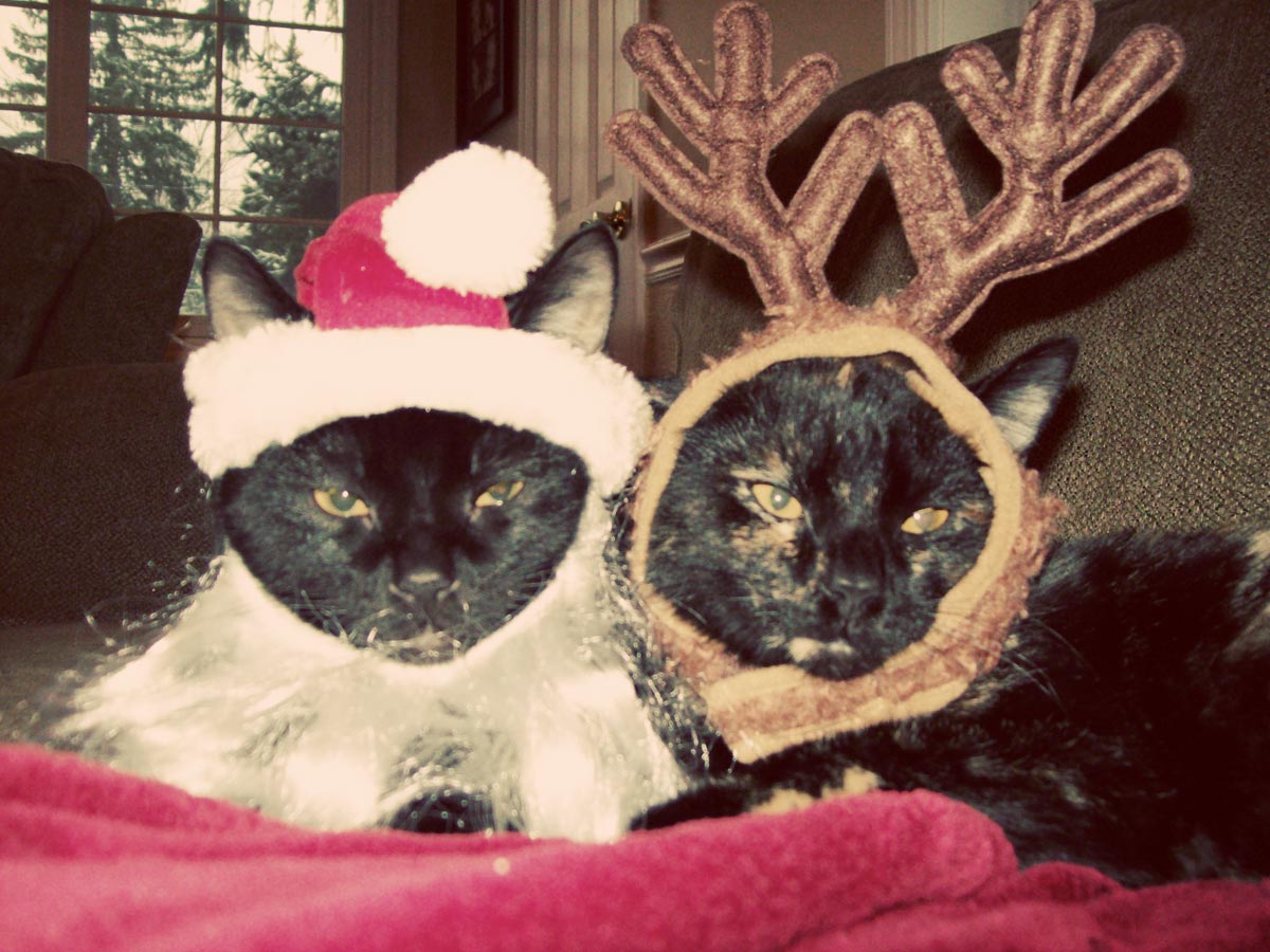 Christmas Cats